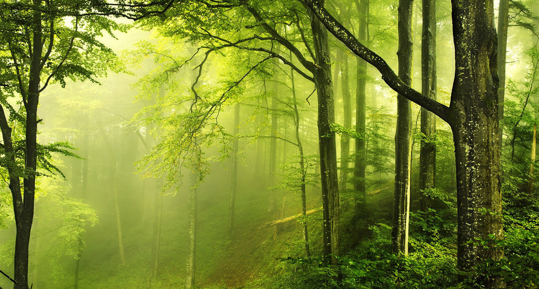 Foresta edilizia bosco